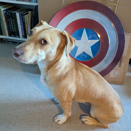 I think my dog is about to clean up this town. Defend the defenseless, right the wrongs, fight for truth, justice, etc.

But ...
