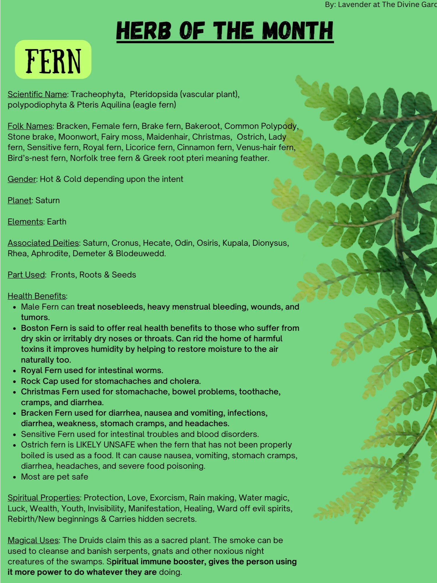 Fern product image (1)