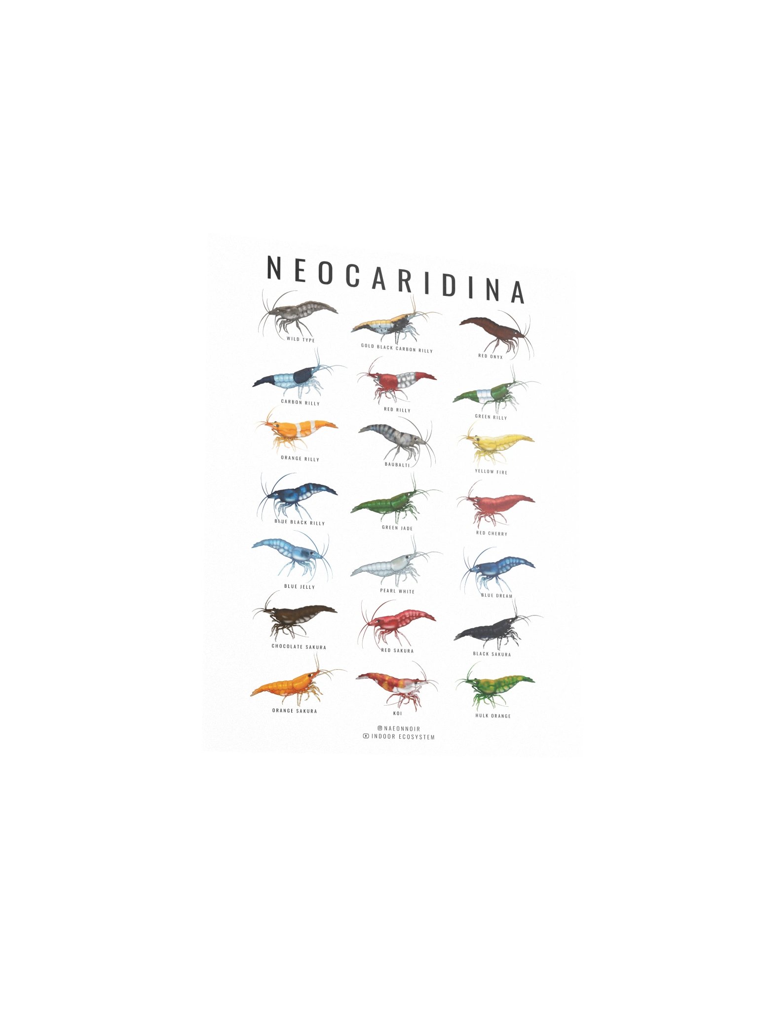 NEOCARIDINA SHRIMP POSTER (WHITE) product image (3)