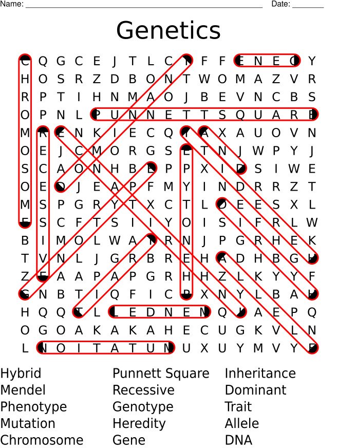 Genetics Word Search - Key Vocabulary for Biology product image (3)