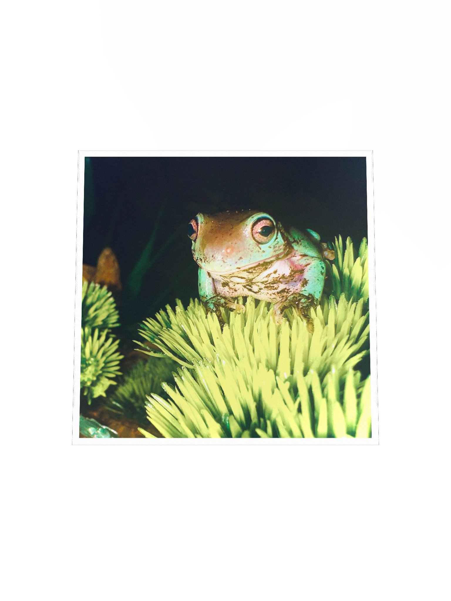 Pepe Poster product image (8)