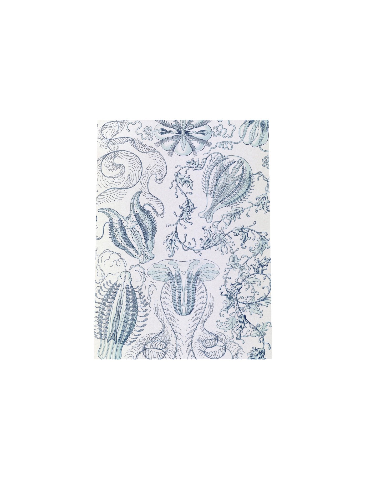 Comb Jellies Antique Marine Life Art Print product image (17)
