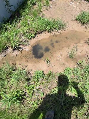 mud party! #mud #worlds1stmudmuseum #gotmud? #fyp #frog 