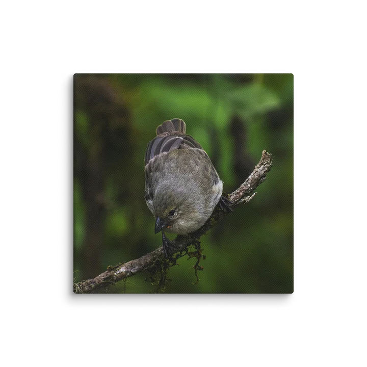 Galapagos Finch on Branch product image (10)