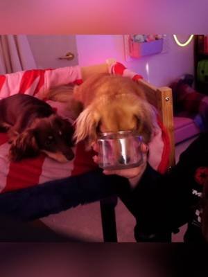 Pea is such a diva 👑 #dachshund #dog #dogsoftiktok #cutedog #pea #fyp