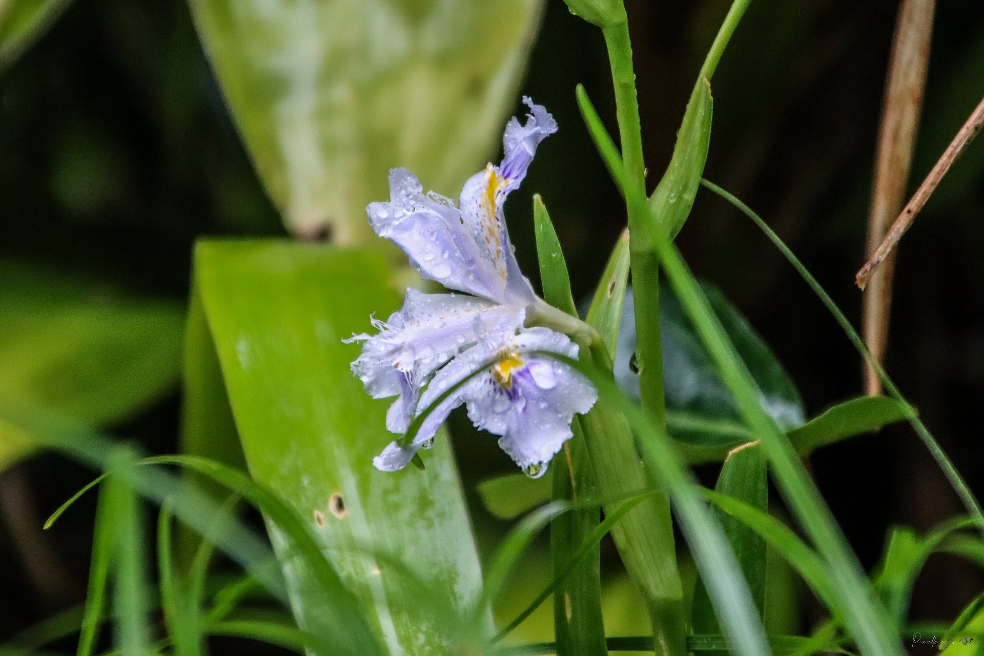Fine Art - Tears of the Angelic Iris product image (1)