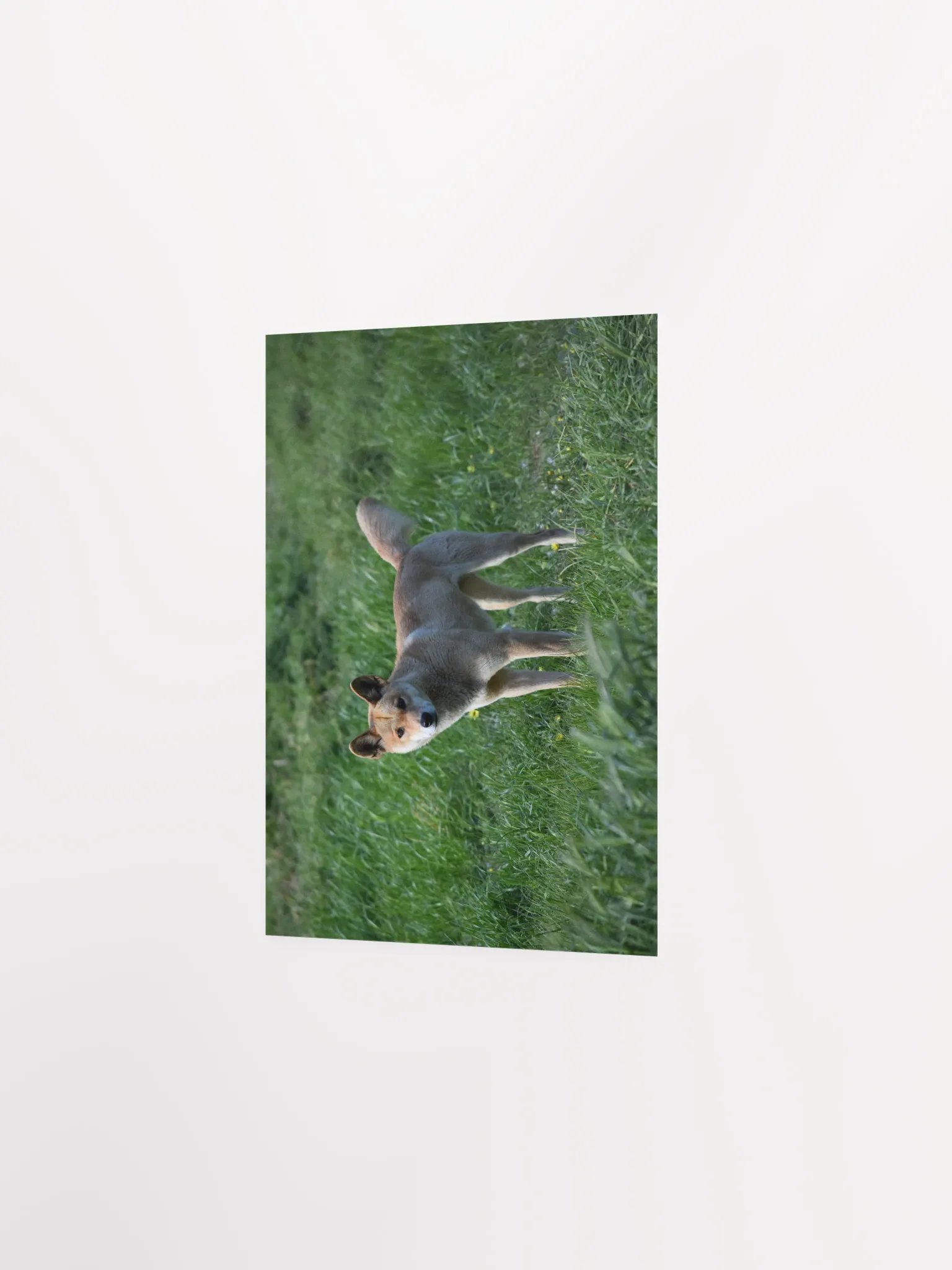 Dingo - 2 product image (2)
