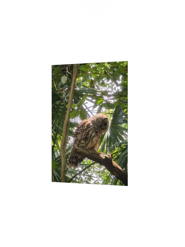 Side Barred Owl product image (9)