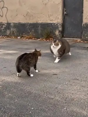 All that chaos and they still sleep 16 hours a day. Destroy The Day @DestroyTheDay.Music “Questioning Existence” Go give this band some love 🤘 #CatsAndMetal #DestroyTheDay #MetalCats #Metalcore