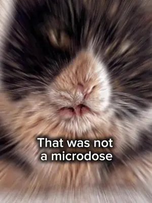 Definitely not... #catsandmetal #burzik 