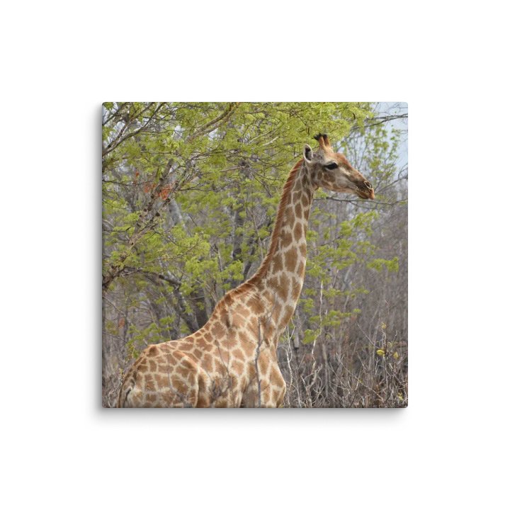 Giraffe In The Trees (Canvas Print) product image (1)