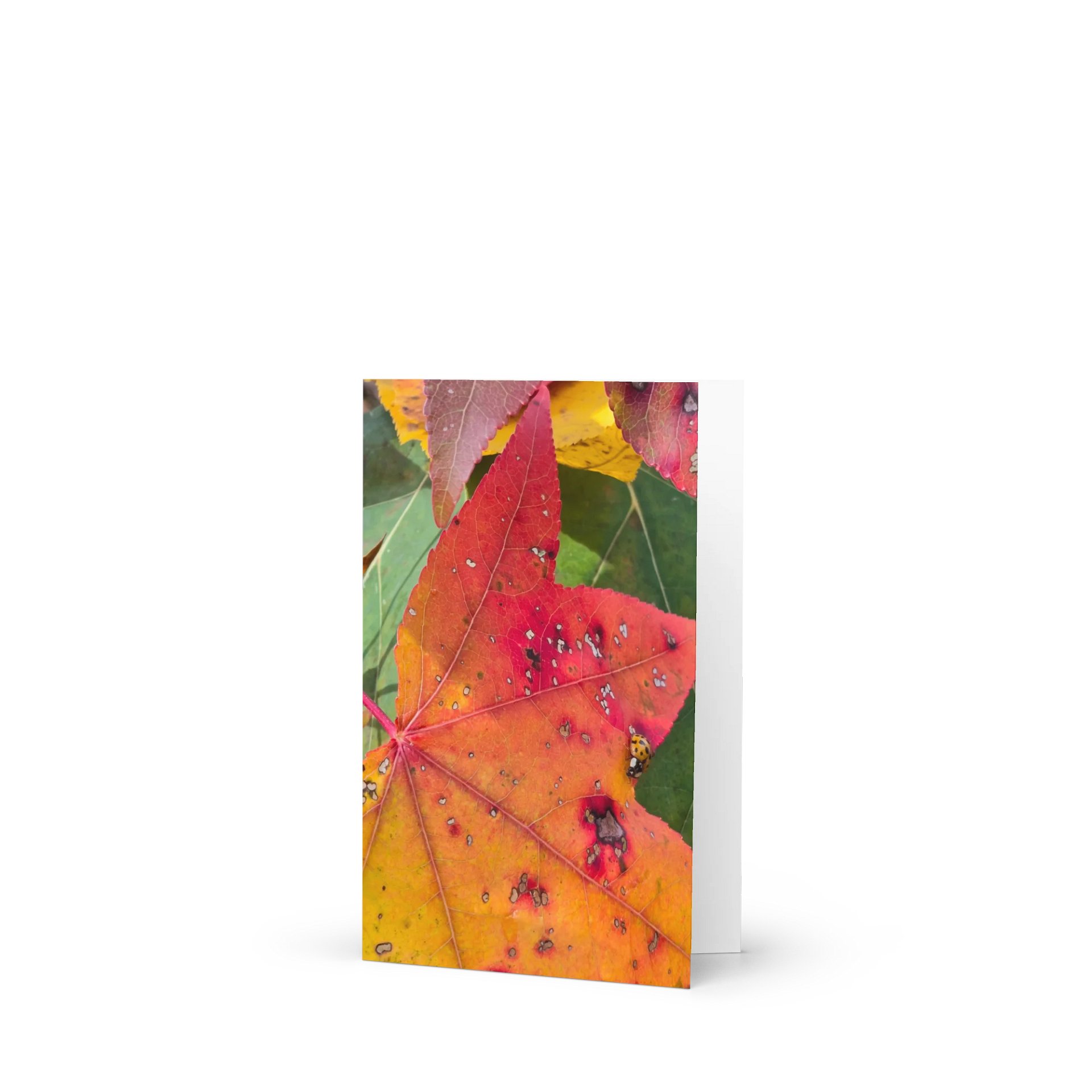 Ladybug in the Fall l Greeting Card (blank) product image (1)