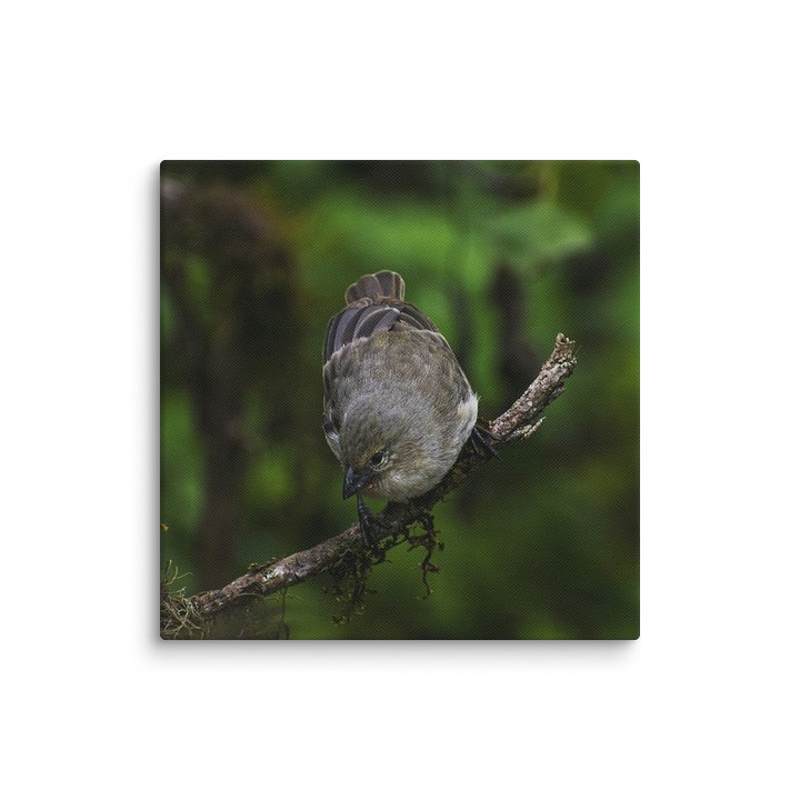 Galapagos Finch on Branch product image (12)