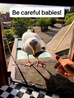 Its a tough time for seagull babies this time of year as they learn their road safety 🥺 Everyone pleasee be on the lookout and drive carefully ❤️ #fyp #foryou #seagull #birds #feedingsteven