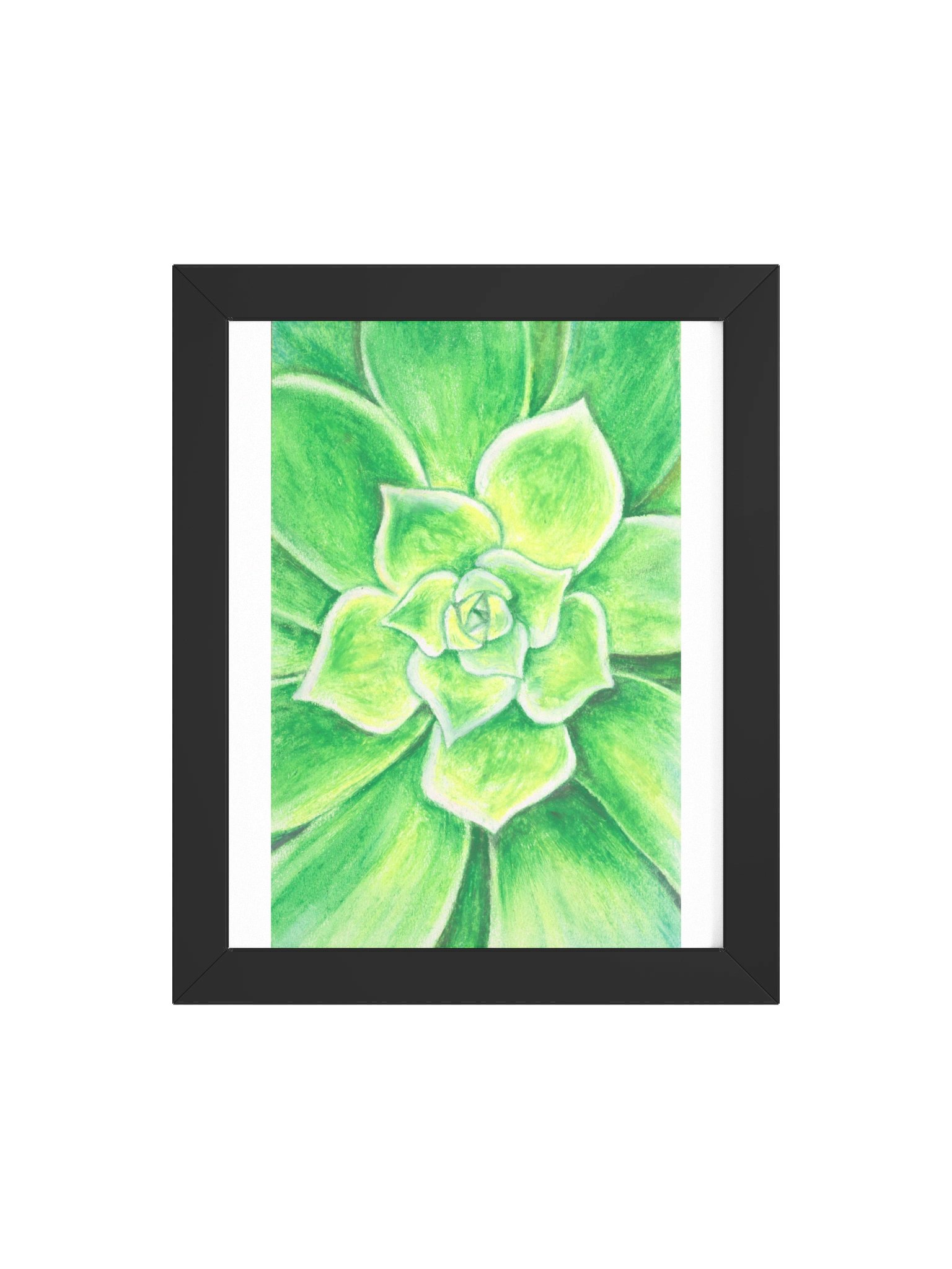 Succulent product image (16)