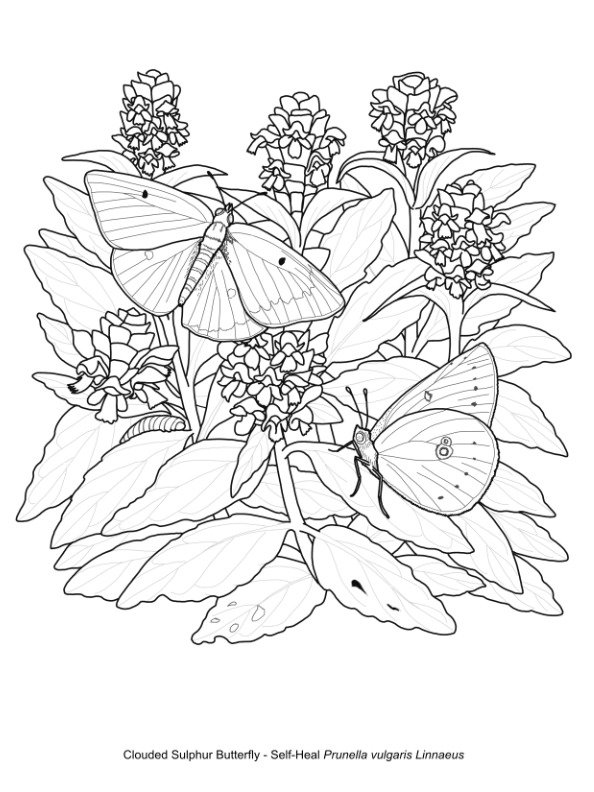 Printable Butterfly Colouring Pages - Free download product image (7)