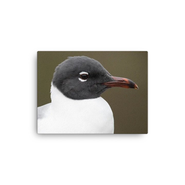 Photography: Laughing Gull portrait product image (6)
