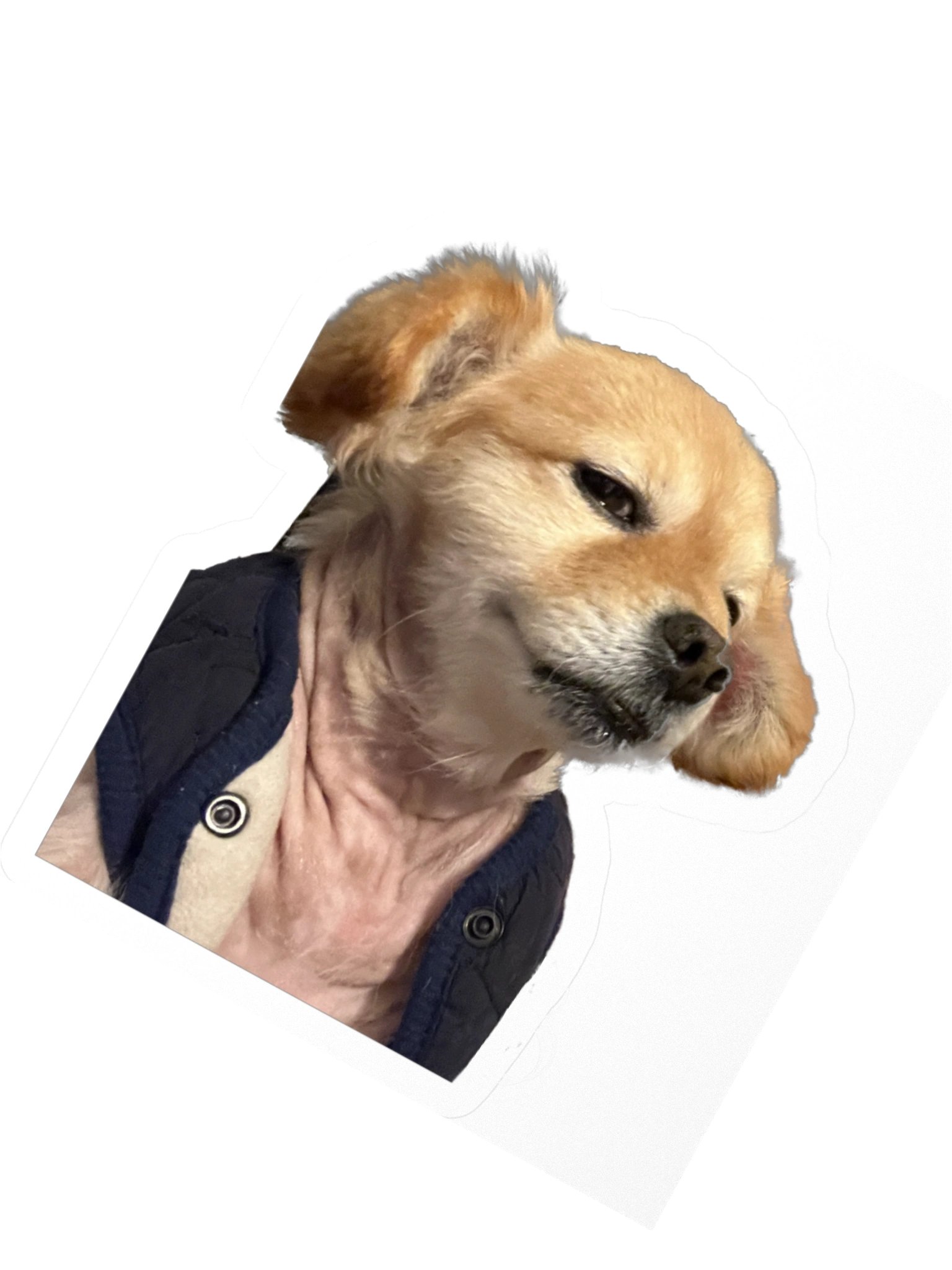 You Sly Dog product image (4)