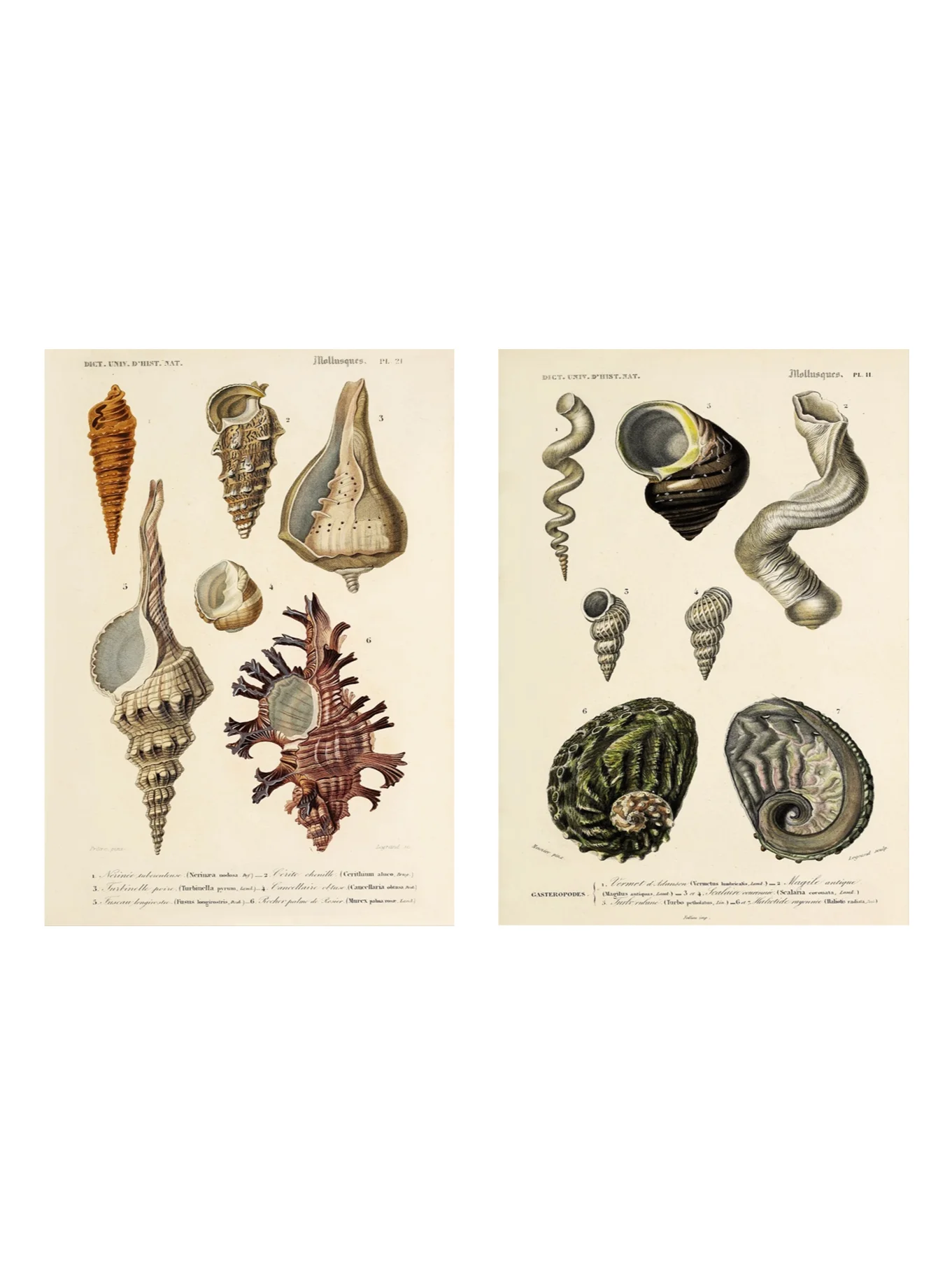 Mollusks - Shells product image (3)