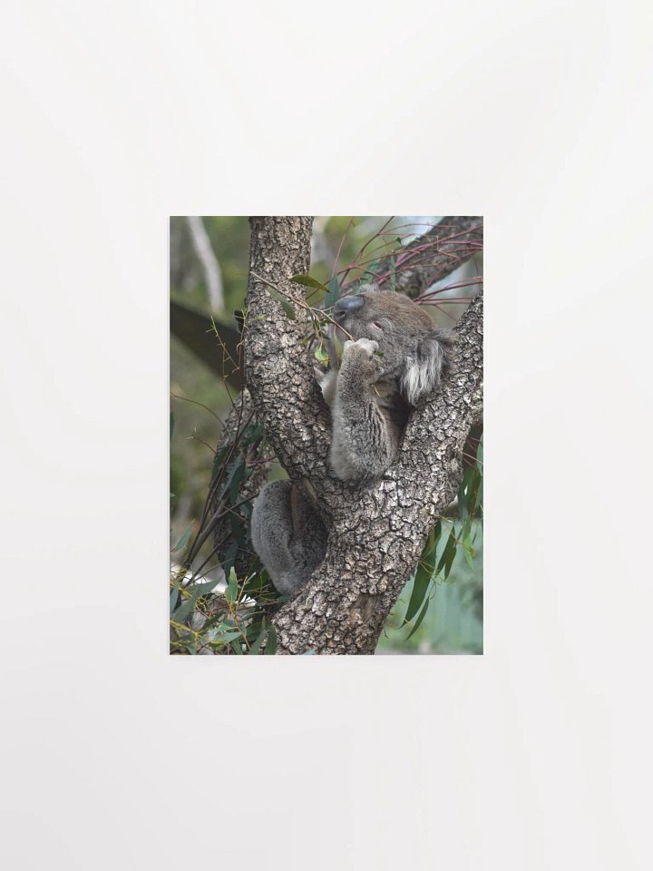 Koala product image (1)