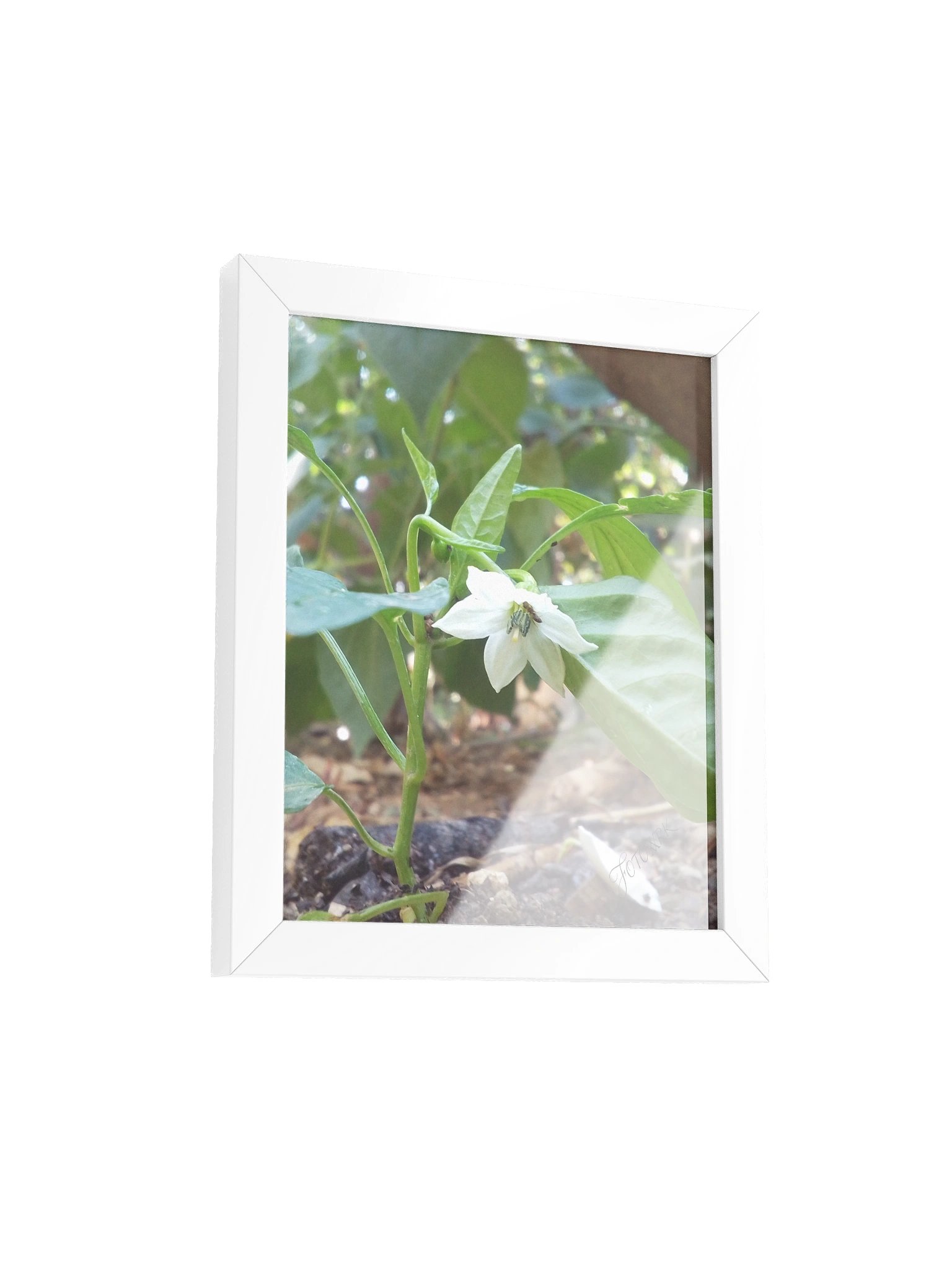 Peper - Matte Poster product image (3)