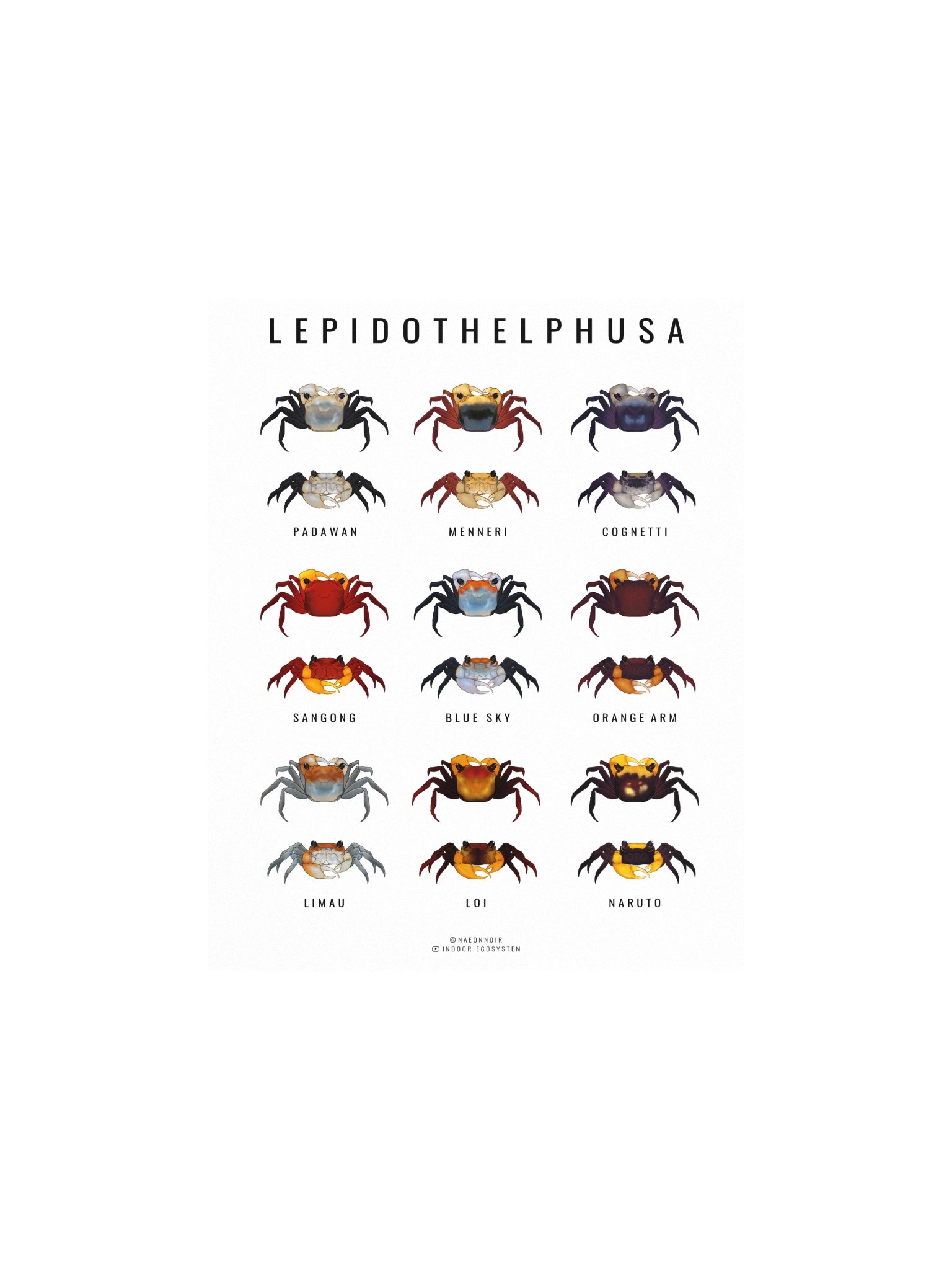 LEPIDOTHELPHUSA BORNEO CRAB POSTER (WHITE) product image (1)