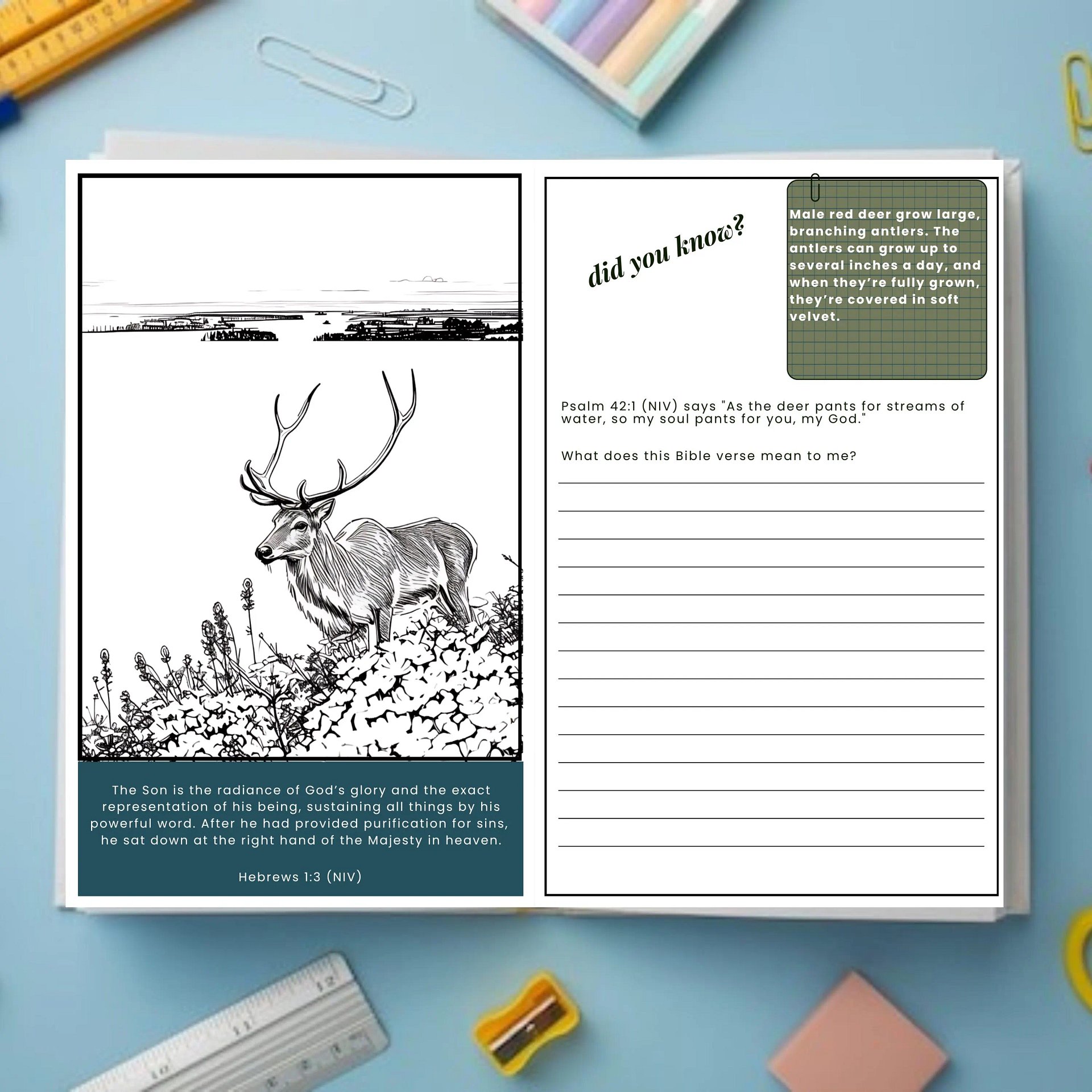 Nature’s Colorful Wonders Bible Inspired Biology Study Book for Kids (43 pages) product image (4)