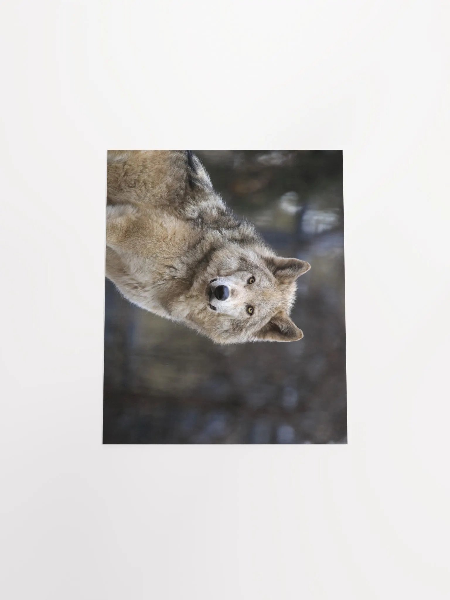 Grey Wolf Poster product image (6)