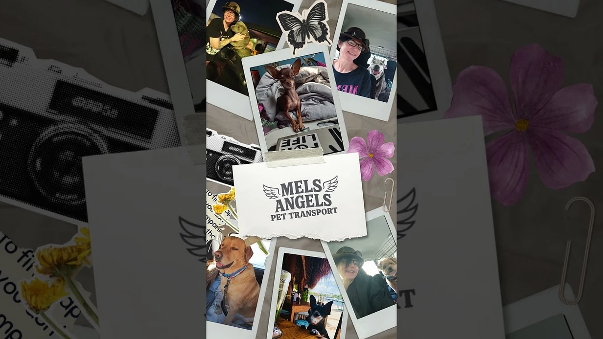 New video thumbnail