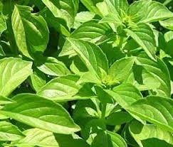 Lemon Basil Seeds 12g product image (1)