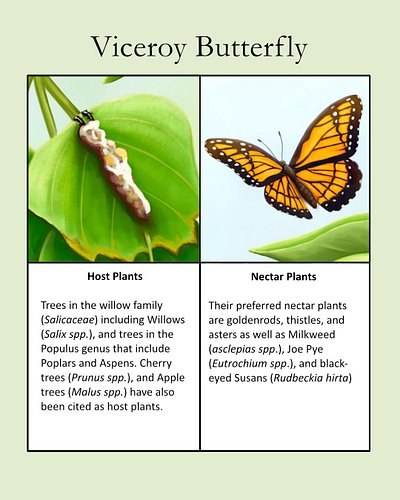 You might be fooled by the Viceroy, thinking it's a Monarch, especially since it likes many of the same nectar plants. The Vi...