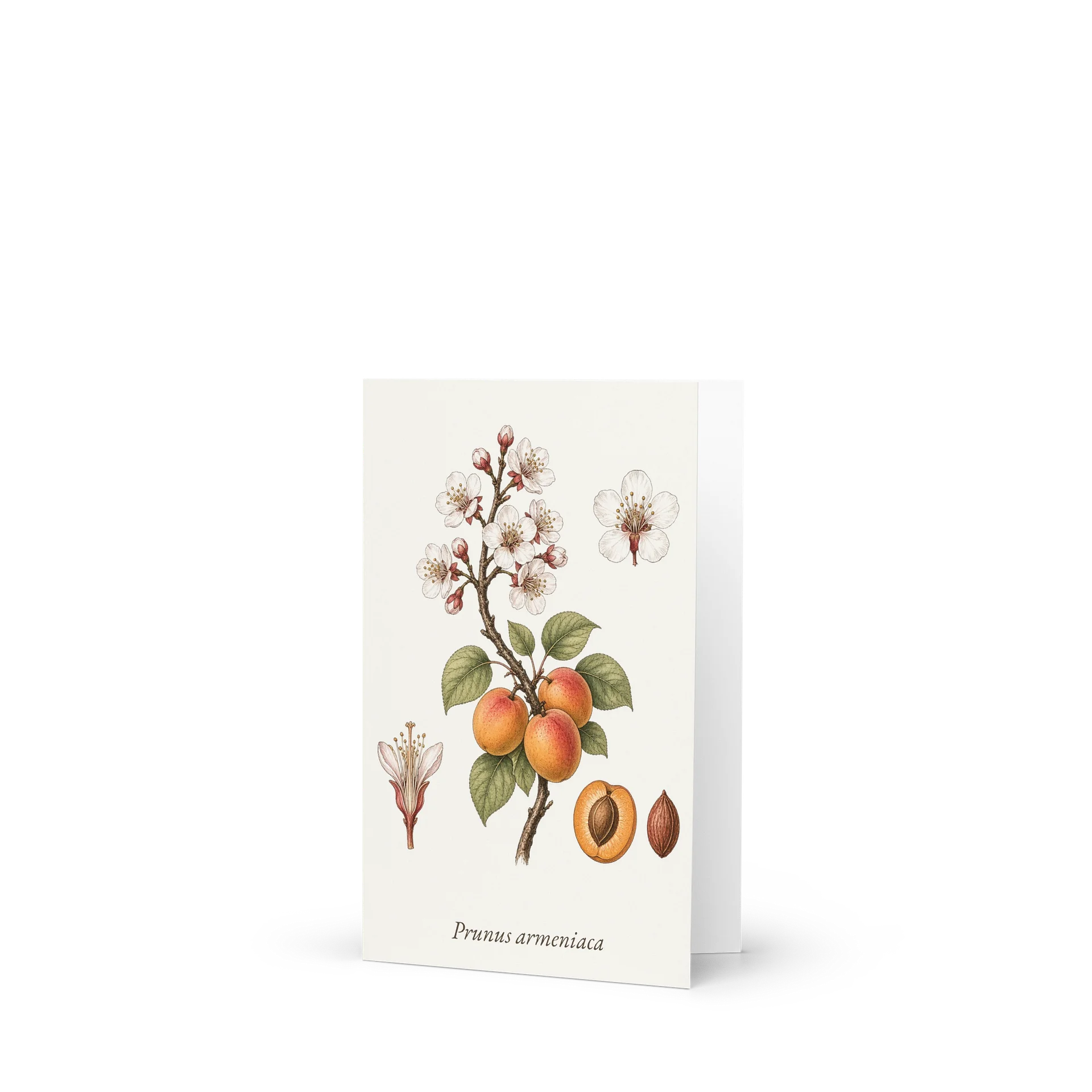 Vintage Botanical Apricot Blossom & Fruit Greeting Card product image (1)