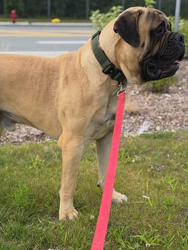 KiNG 👑- the future of our program 💪🏽‼️ #bullmastiff #dogs #puppies #fyp