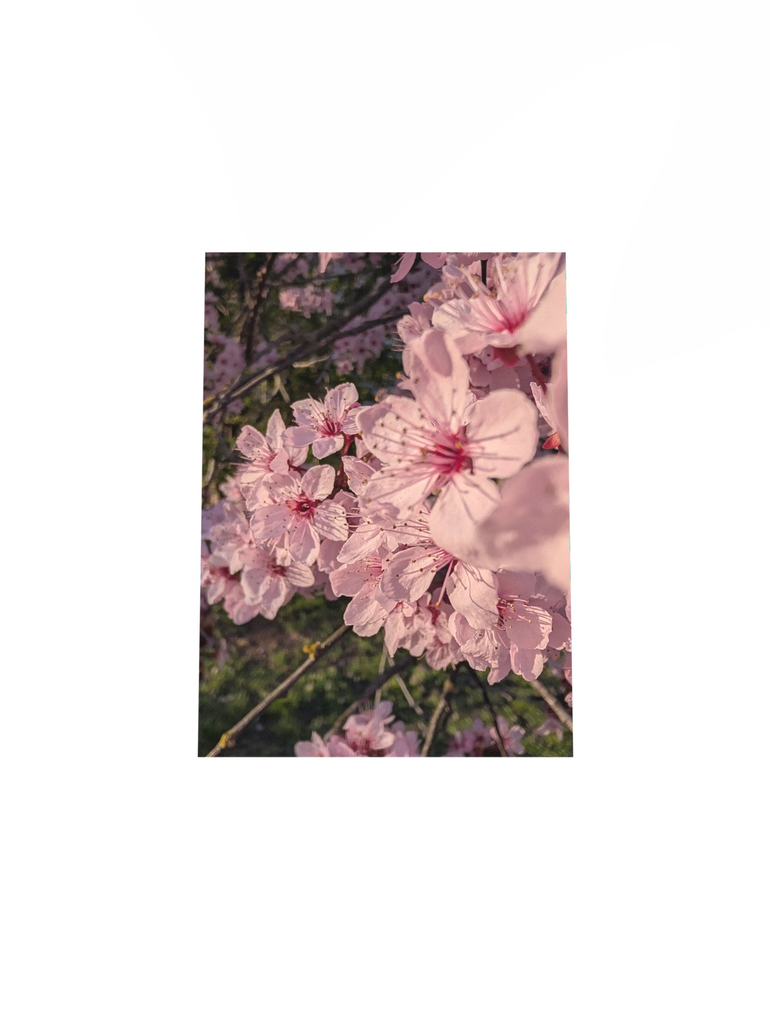 Cherry Blossoms product image (13)