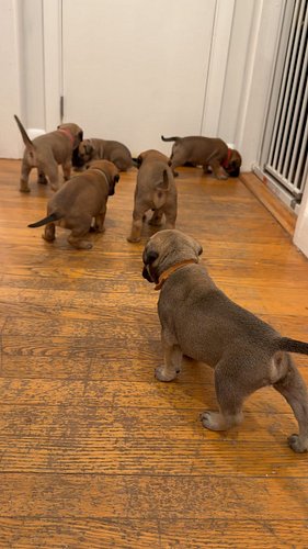 It’s a celebration 🥳 #puppies #puppy #bullmastiff #dogs #fyp