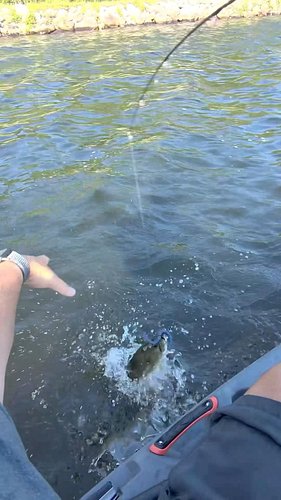 The old quick release, does it count it touched the boat? #kayakfishing #largemouthbassfishing #bassfishing #rhodeisland #get...