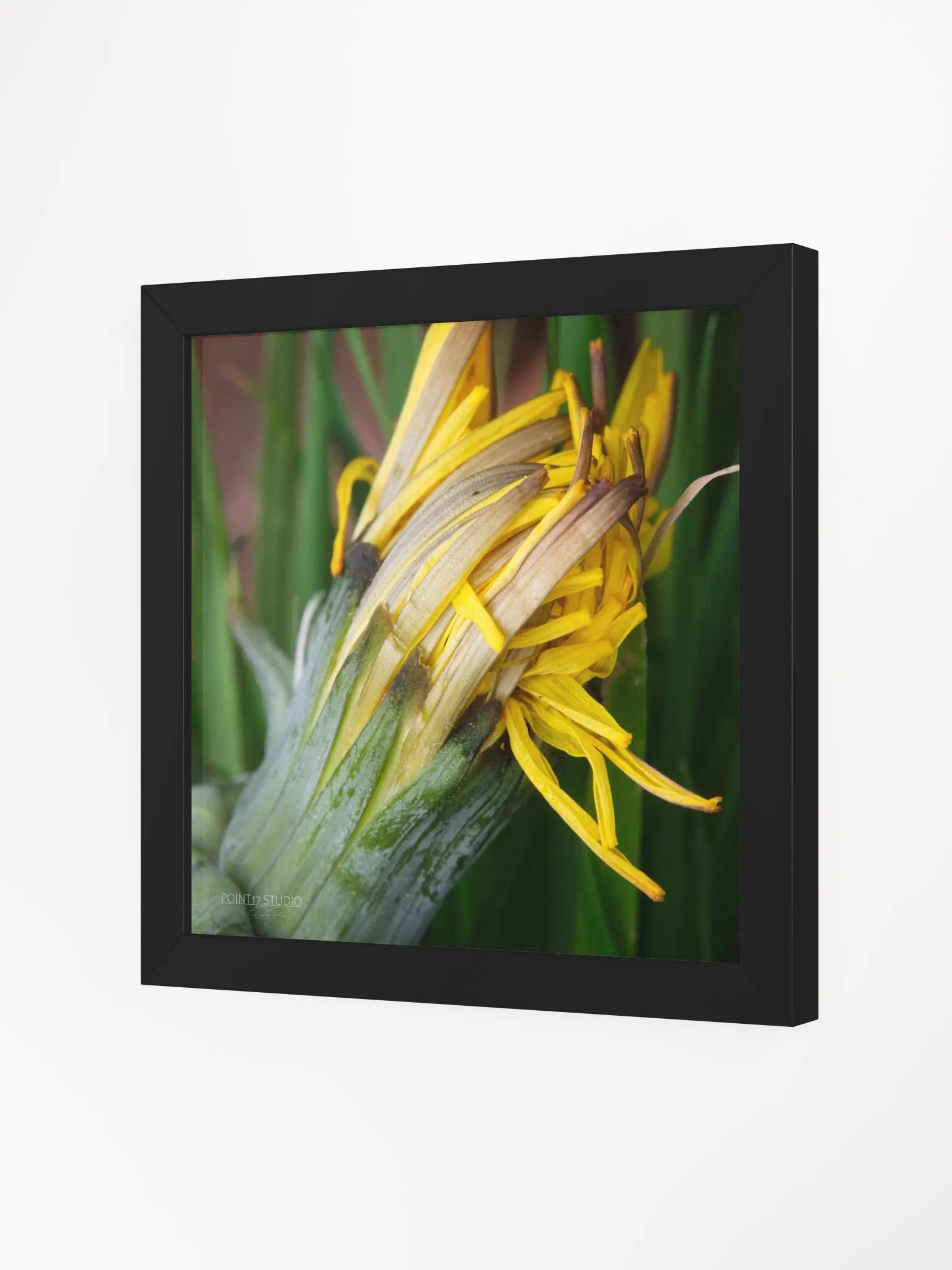 Dandelion #8 - Framed Print product image (2)