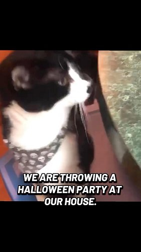 Join us at the 4th annual Black Cat Ball, TOMORROW, Saturday, Oct 17. Details on our website and in the bio link 🖤🐈‍⬛

#hallo...
