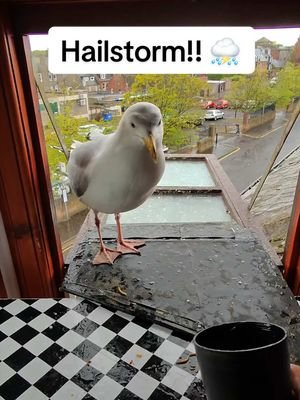 I love giving my man these gentle moments of warmth, i will protect him with my whole life ❤️ #fyp #foryou #seagull #birds #feedingsteven