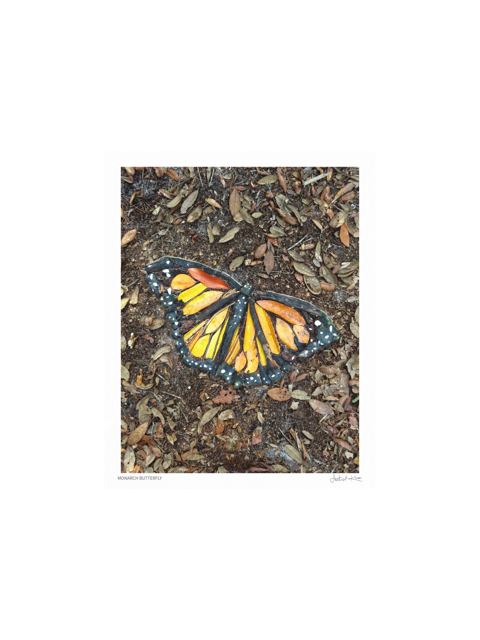 MONARCH BUTTERFLY | Nature Art Print product image (2)