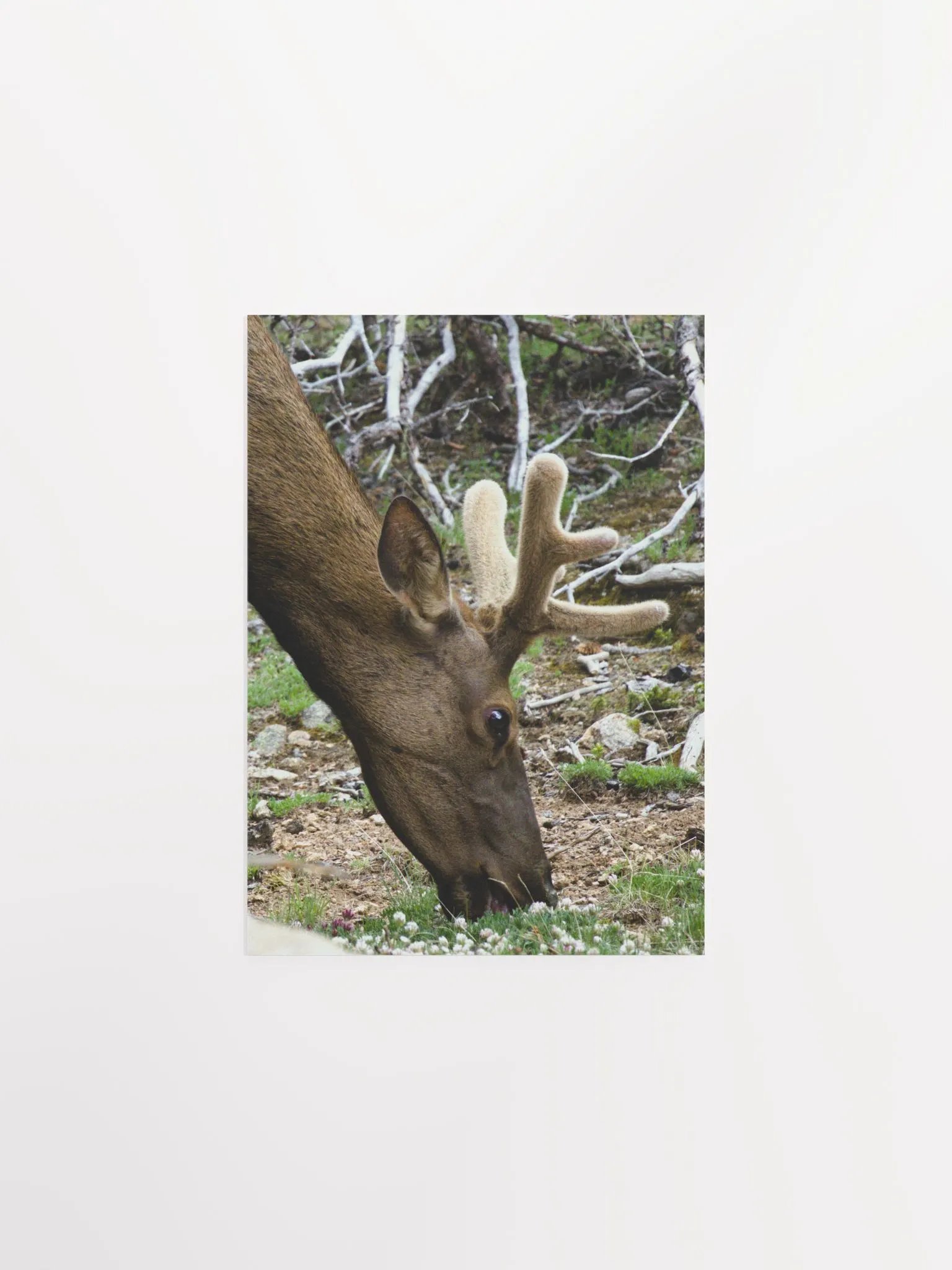 Majestic Elk Matte Poster product image (5)