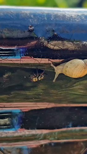 A Bold Jumping Spider being chased by a snail 🐌🕷️

I have been sitting on this clip for weeks. Watch until the end, because w...