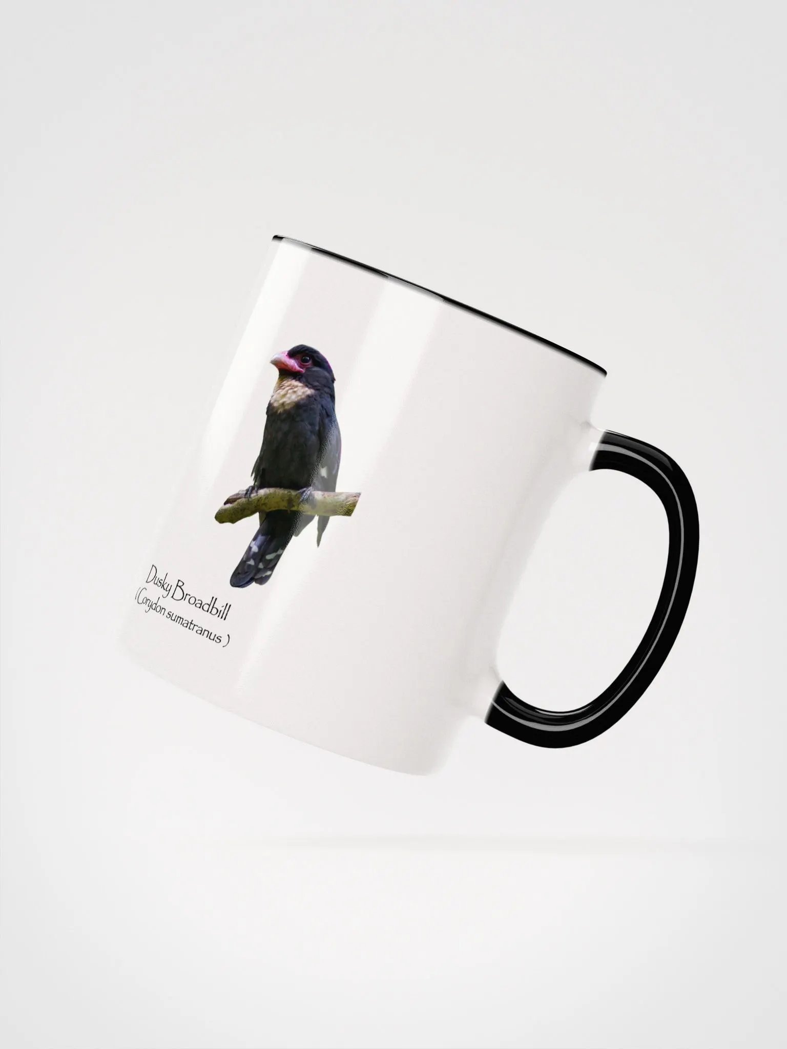 Dusky Broadbill product image (16)