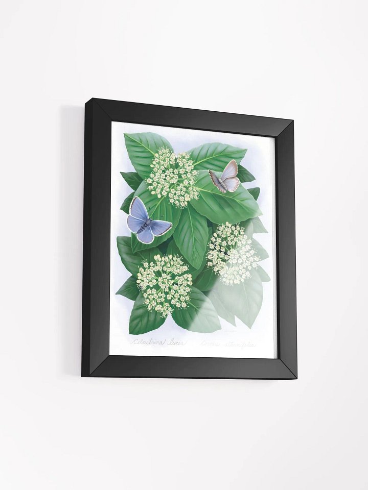 Northern Spring Azure Butterflies product image (13)