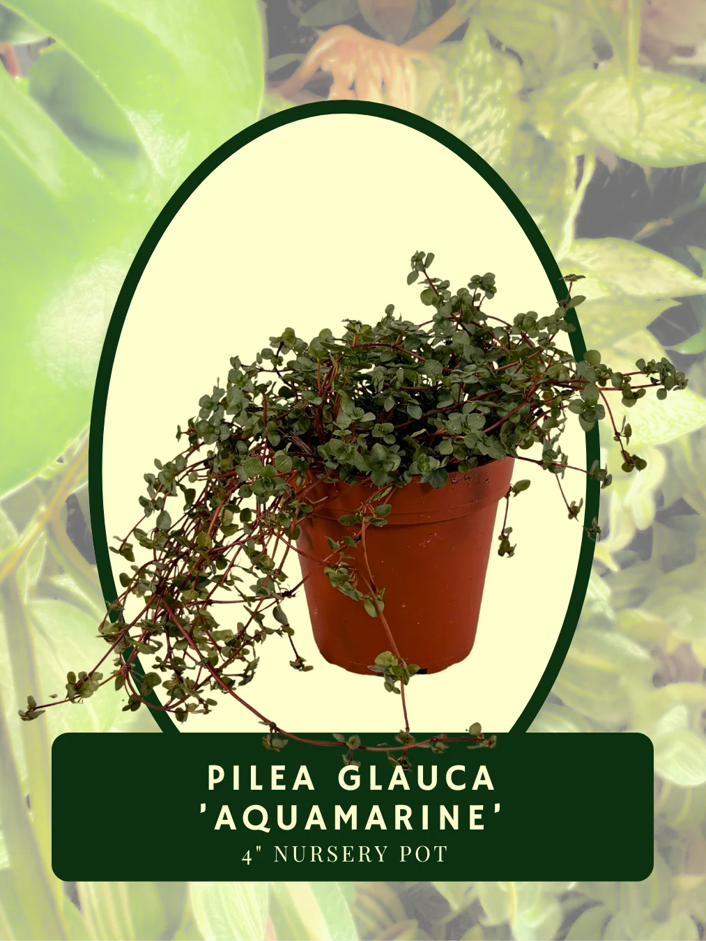 Pilea Glauca 'Aquamarine' product image (1)