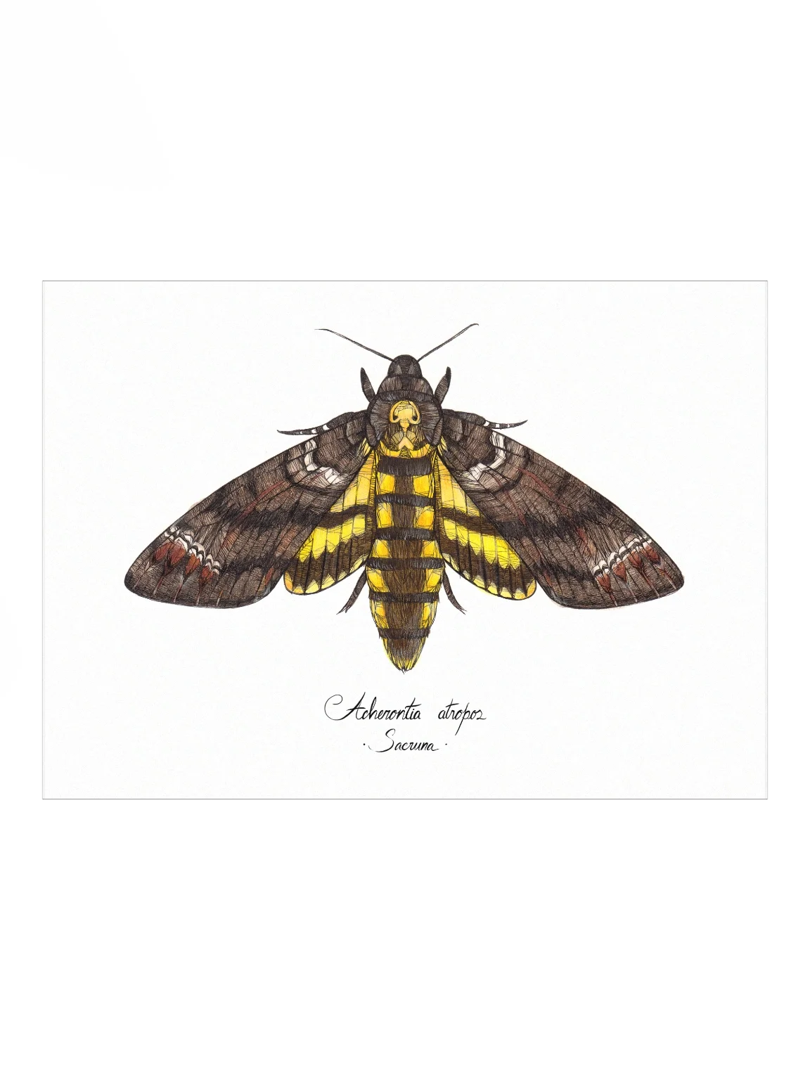 Acherontia Atropos • Print product image (1)