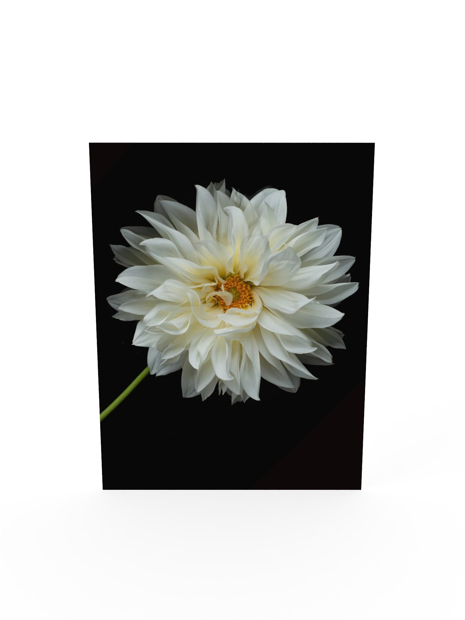 White Dahlia — Botanical Fine Art Photography Print product image (6)