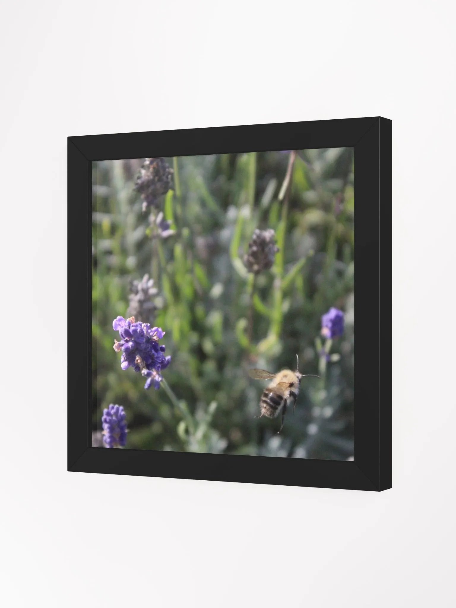 Lavender Garden Buzz Framed Poster product image (7)