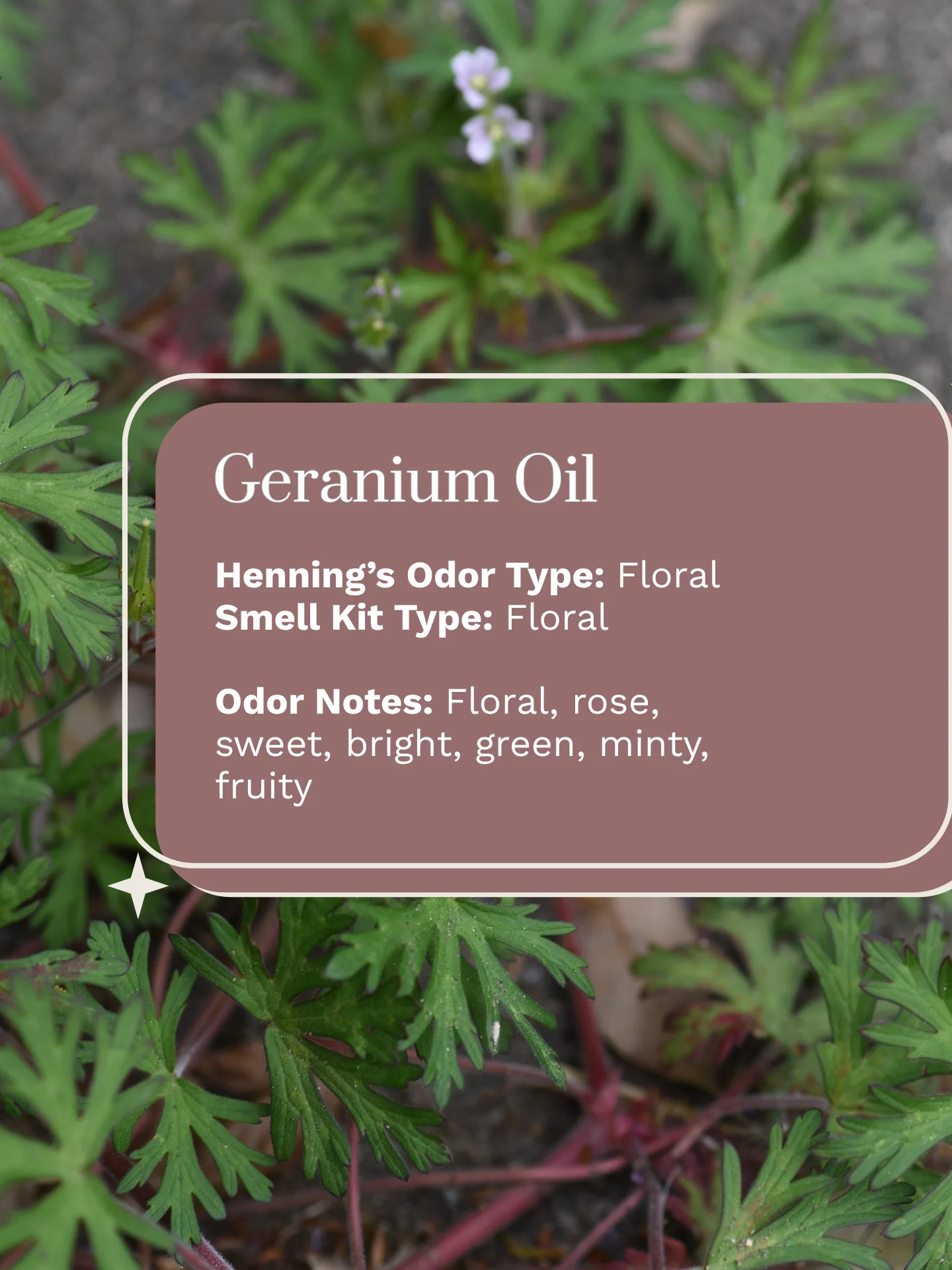 Olfaria Smell Training Kit | Set 4 | 5 Single-Note Essential Oils | Olfactory Training / Smell Loss product image (2)
