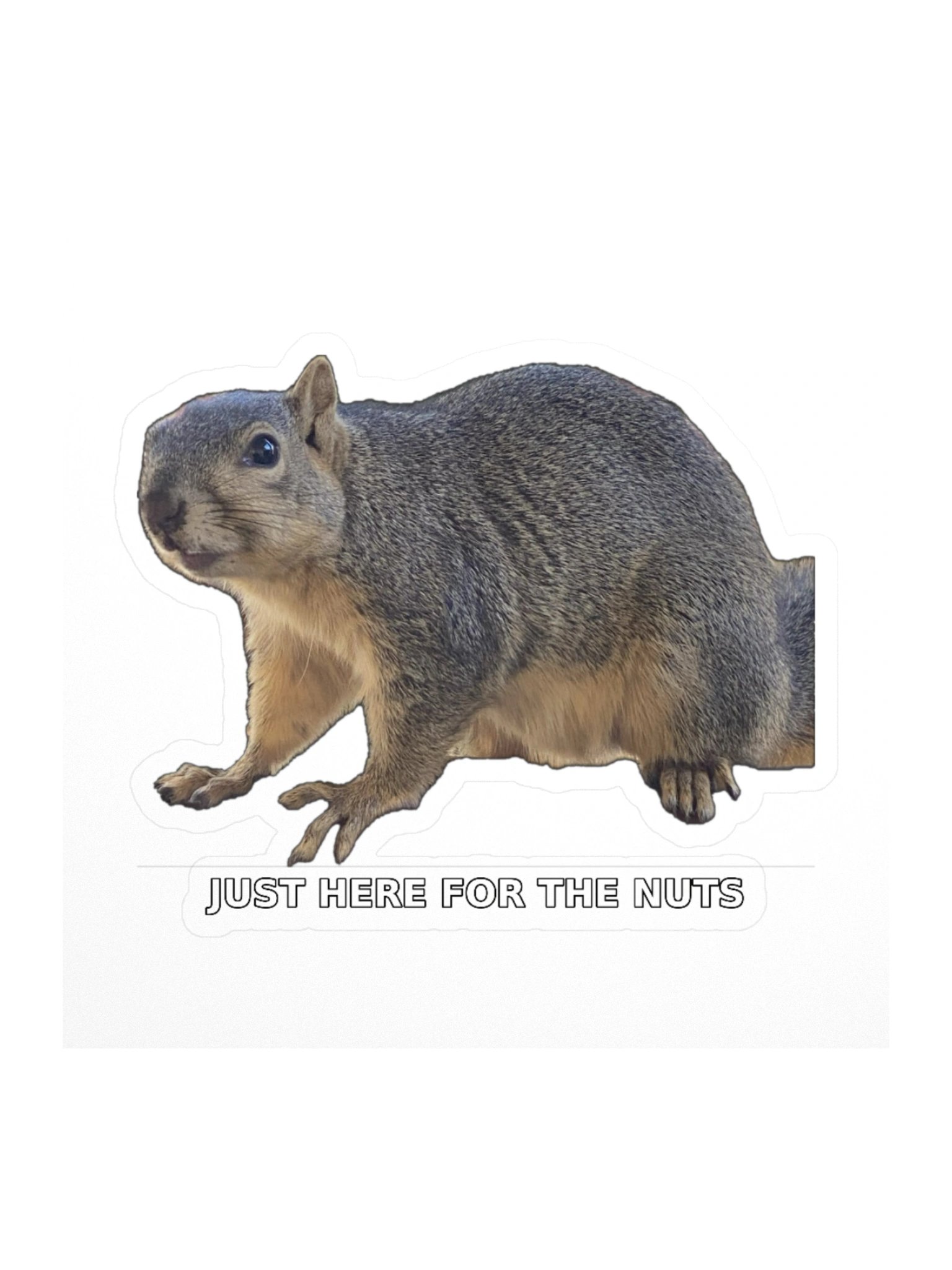 Squirrel Sticker In the Bone Zone product image (2)